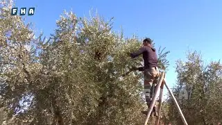 جولة مصورة في قرية جويق بريف عفرين حيث تقع وسط أحضان الطبيعة وتتزين بمساحات خضراء وأشجار الزيتون