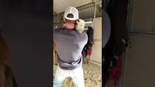 Horse chiropractor gets this horse to relax with a good neck stretch.