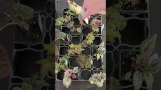 Labeling plants!