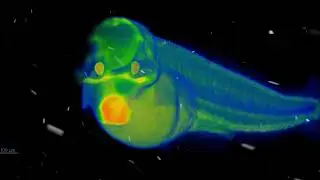 19 December 2025 - Lund University Bioimaging Centre - Christmas Calendar 2025