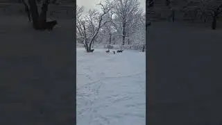 Winter Wonderland Dogs Fetch in the Snow