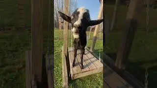 Jim the goat is having a blast on his swing!