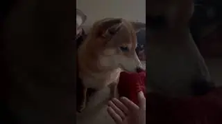 お手無視　　ignore　dog