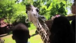Saint Louis Zoo TV Commercial 