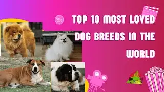 Top 10 Most Loved Dog Breeds in the World | Cutest & Friendliest Dogs for Pet Lovers