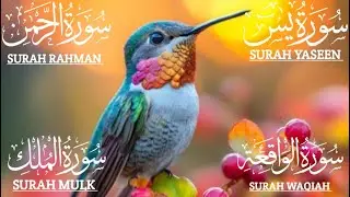 Heart Soothing Quran Recitation❤️Surah Yaseen❤️Surah Rahman❤️Surah Mulk❤️Surah Waqia❤️#qurantilawat