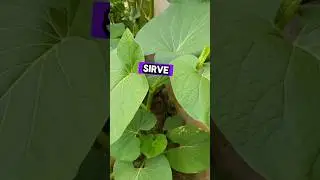 Sab&iacute;as para qu&eacute; sirve la yerba santa ?