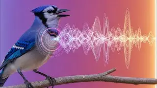 A male canary, in a frenzy, sings loudly, and the female joins in his melodies&mdash;truly amazing❤️.