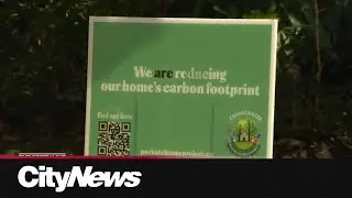 Toronto's first tiny forest plants sustainable neighbourhood in the Pocket