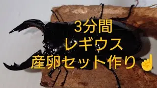 レギウスオオツヤクワガタ産卵セット作り☝️@ME工房