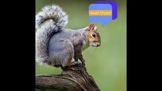 Squirrel Hunting (Head Shots) Using 22 Short Ammo