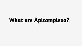 What are Apicomplexa ?