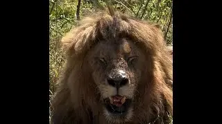 Close up of the KasKaz Male Lion | Masaimara | 9 October 2025