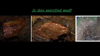 Home Gold Mine Project Petrified Wood and Fossils Found