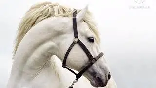 Animal wallpaper