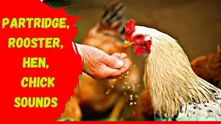 Unique sound of crowing cocks and several species of chickens, partridge, rooster, hen, chick sounds