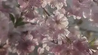 Floral Romance Transfer