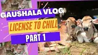 Gaushala Vlog | New Bird Friend 🦢 | Original Music |#gaumata #garageband #keshavapartha #vlog #cows