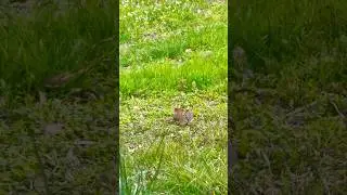 Bird watching in spring #cardinal #birds
