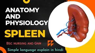 spleen Anatomy and physiology in hindi |Lymphatic System | spleen |bsc nursing/gnm /anatomy