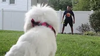 The Chase
