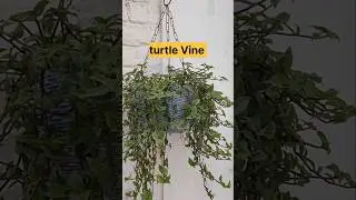 Turtle vine plant care#turtle vine care#Hanging plants