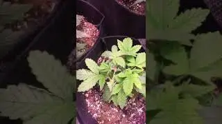 From seed to monster Marijuana plants