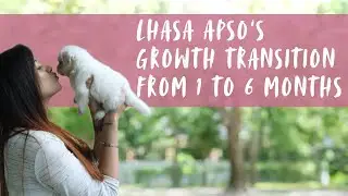 Lhasa Apso puppy growing up from 1 month to 6 months