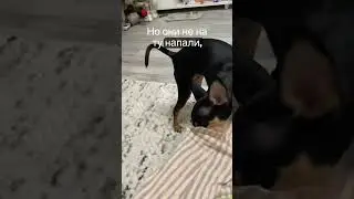 Я упёртая!😂 #dog#pets#собака#funny#топ#юмор#winter#december#позитив#funnydog#toys#прикол#topnews