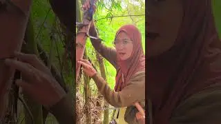 Rebung Super Besar #ngebolang #hutan #tradisional