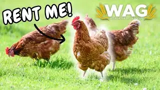 rent a chicken!