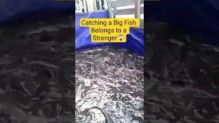 There are so many big fish...!!! #shorts