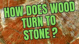 PETRIFIED WOOD:  ROCK, GEMSTONE, CRYSTAL, FOSSIL AND MINERAL ALL IN ONE