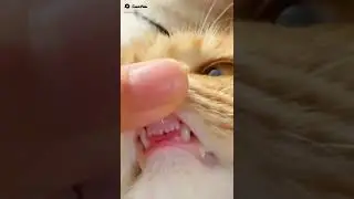 angry cat teeth