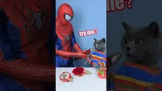 О, мой бедный Человек-паук! Даже не пытайся снова 😱😼 | Смешной кот TikTok #смешнойкот #catsoftikt...