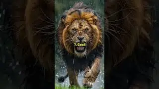 top 10 most powerful lion in the world 🦁