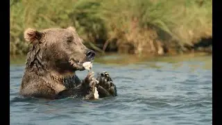 Kodiak Legends Lodge &mdash; Best Alaska fishing and sightseeing in Larsen Bay