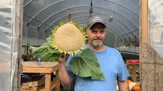 Sunflower harvest part 2: removing seeds from the head and cleaning them.