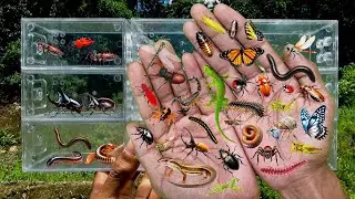 searched for insects in the garden  got Assassin Bug, Cricket, Cockroach, Grasshopper, Dragonfly