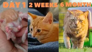 Kitten Growth Chart | Kitten Developmental Stages | Newborn Kitten to Adult Cat