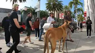 Cash 2.0 Great Dane on Rodeo Drive in Beverly Hills 5