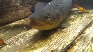 Eel trap, what's in the box?