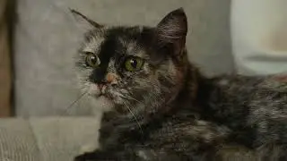 &ldquo;The Adorable Truth About Why Cats Tuck Their Paws (Backed by Science)&rdquo;