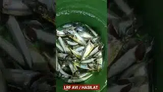 LRF AVI / İSTAVRİT #shorts #shortsvideo #balıkavı #istavrit