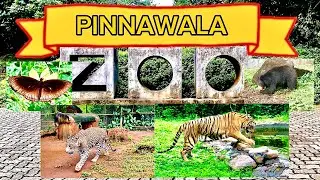 Pinnawala Zoo | Rambukkana  | First Open-air Zoo in Sri Lanka