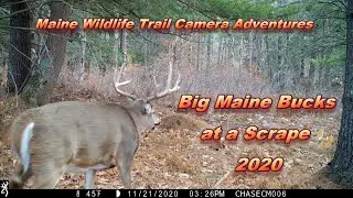 Maine Wildlife Trail Cam Adventures - BIG Maine Bucks at a Scrape 2020 ~
