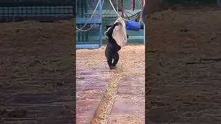 This young male gorilla has the zoomies! #gorilla #animals #enrichment #play