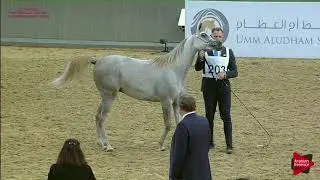 N 203 RB GHAZI   21st Qatar National 2018   Yearling Colts Class 6B