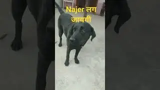 #funny #cute🙃😇😜🙏 #tranding #pets#shorts #lyricalzone #comedy #labrador #memes #Anjana'scomedy vlog