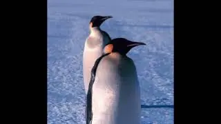 Zox - Tux.